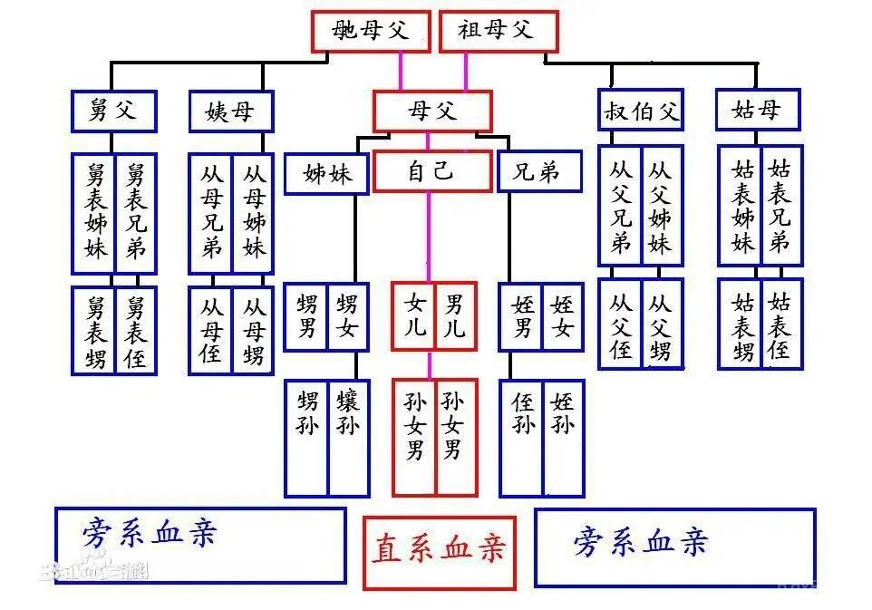 三代以内直系、旁系血亲和姻亲关系是指什么第2张-来时的路